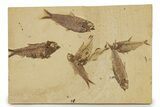 Limestone with Seven Fossil Fish (Three Species) - Wyoming #356767-1